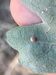 Atrusca clavuloides