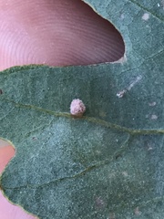 Atrusca clavuloides