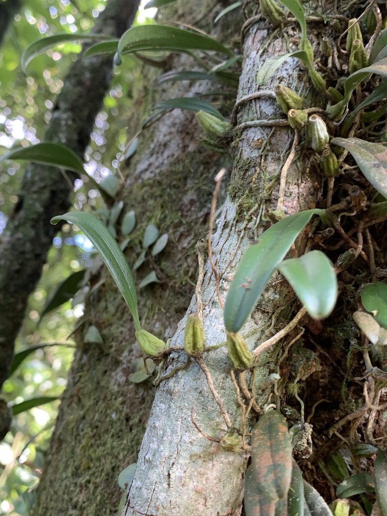 Bulbophyllum melanoglossum Summerh. 2