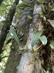 Bulbophyllum melanoglossum