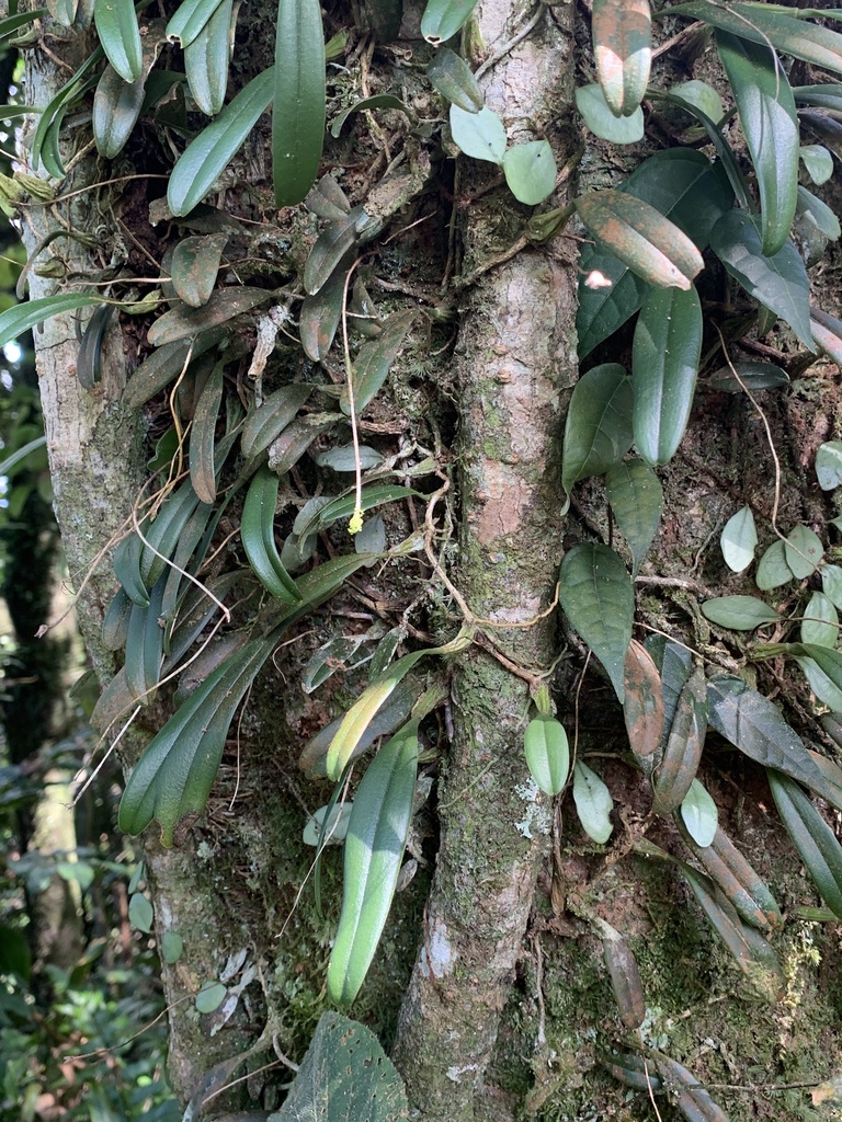 Bulbophyllum melanoglossum Summerh. 3