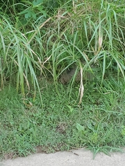 Dasypus novemcinctus