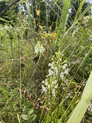 Platanthera integrilabia