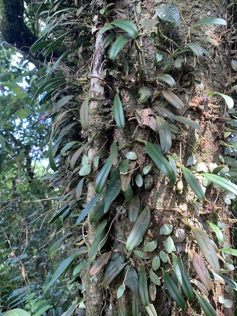 Bulbophyllum melanoglossum Summerh. 4