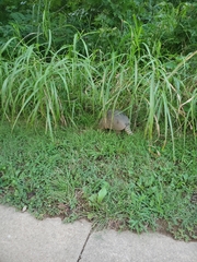 Dasypus novemcinctus