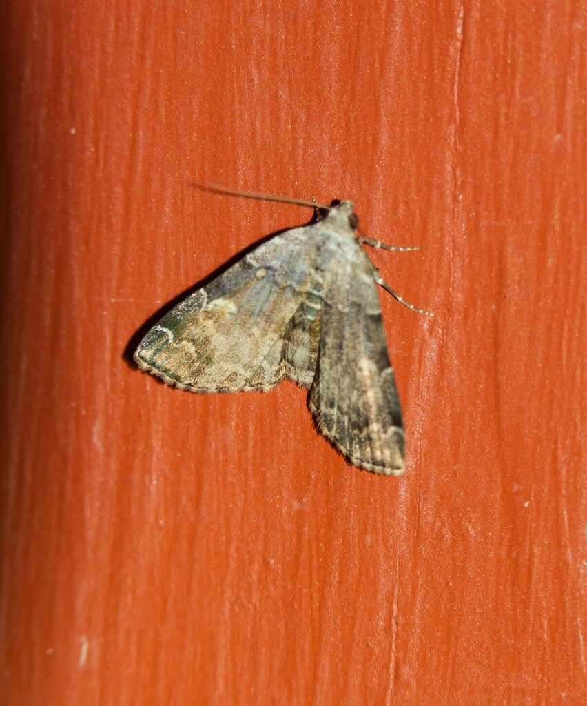 American Idia Moth in August 2022 by Stella Tea · iNaturalist
