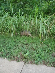 Dasypus novemcinctus