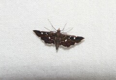 Diathrausta reconditalis