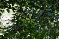 Vitex quinata