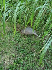 Dasypus novemcinctus