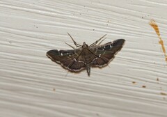 Diathrausta reconditalis