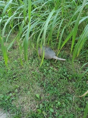 Dasypus novemcinctus