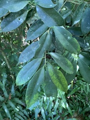 Ilex formosana