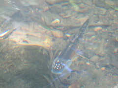 Nocomis leptocephalus