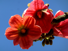 Brachychiton velutinosus