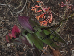 Epidendrum spathatum