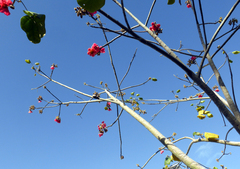 Brachychiton velutinosus