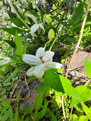 Bouvardia longiflora