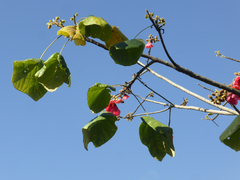 Brachychiton velutinosus