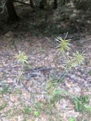 Cyperus retrofractus