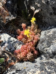 Sedum rupicola