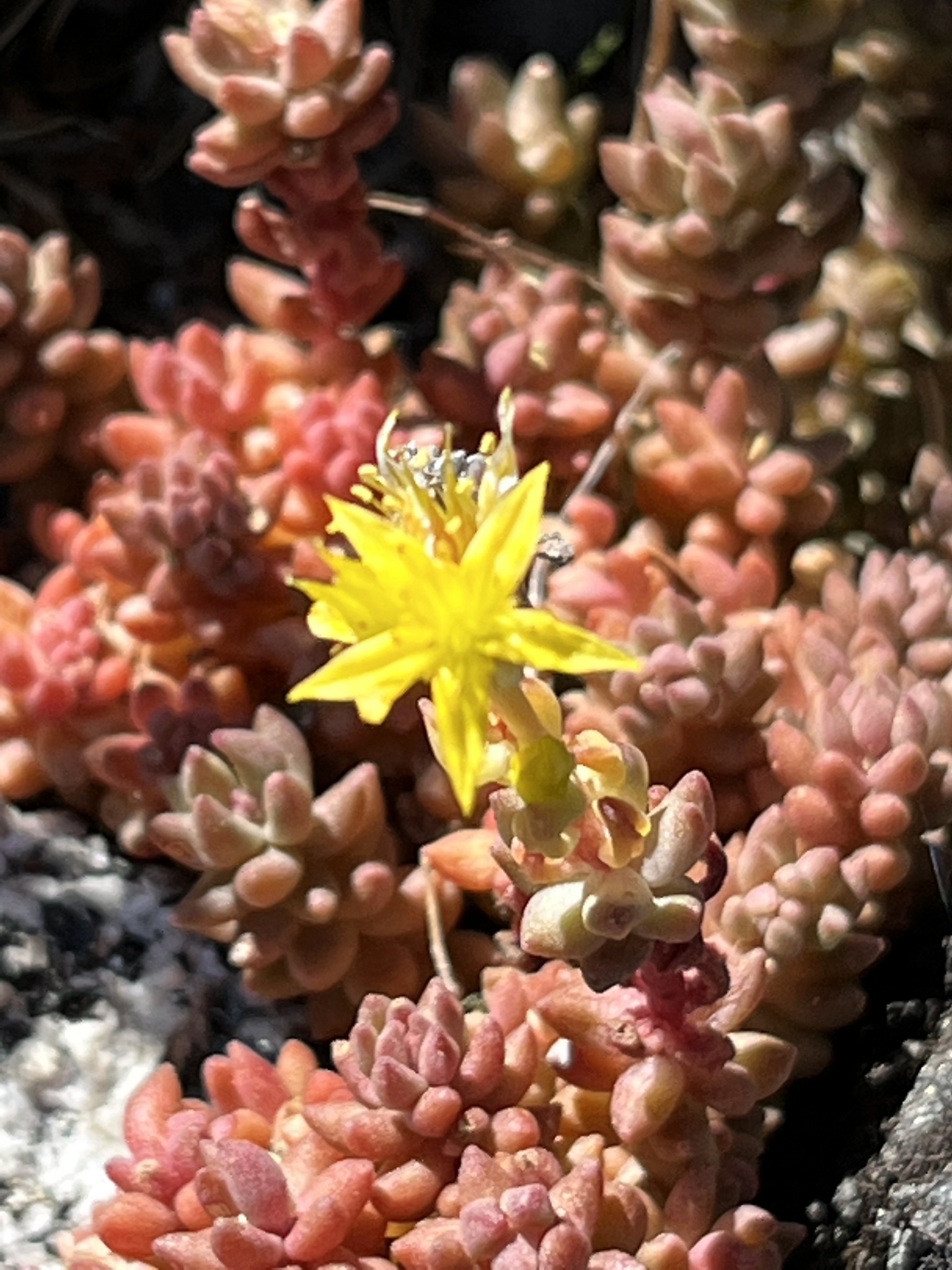 Sedum rupicola