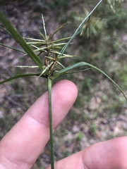 Cyperus retrofractus