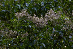 Vitex quinata