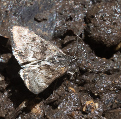 Loxostege anartalis
