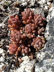Sedum rupicola