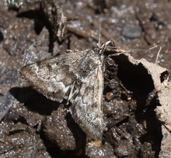 Loxostege anartalis
