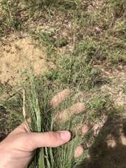 Eragrostis trichodes