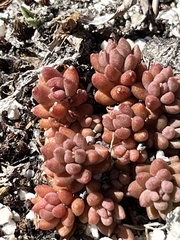 Sedum rupicola