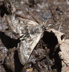 Loxostege anartalis