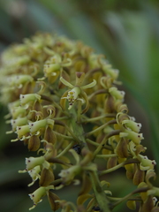 Epidendrum cylindrostachys