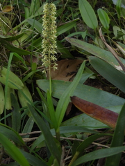 Epidendrum cylindrostachys