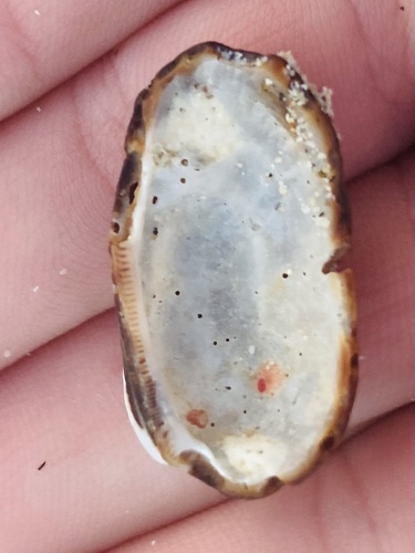 Almond Ark (Barbatia amygdalumtostum)