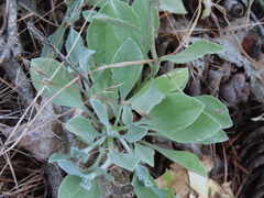 Antennaria argentea