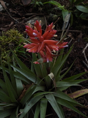 Tillandsia archeri