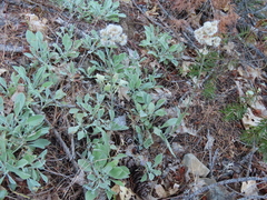 Antennaria argentea