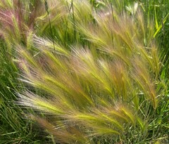 Hordeum jubatum