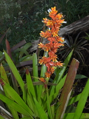 Guzmania multiflora