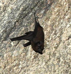 Emballonuridae
