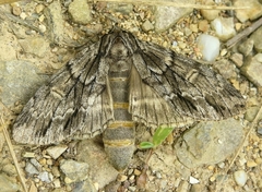 Andropolia