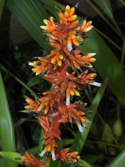 Guzmania multiflora