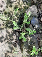 Sedum moranense