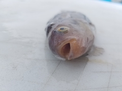 Zaprora silenus