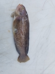 Zaprora silenus