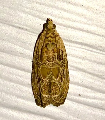 Lacuna Moth