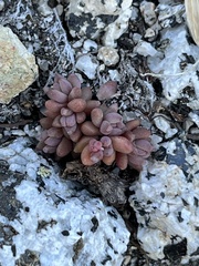Sedum rupicola
